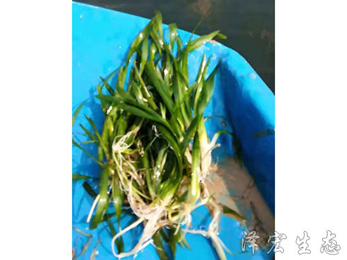 矮型苦草 (3) 矮型苦草 (3)